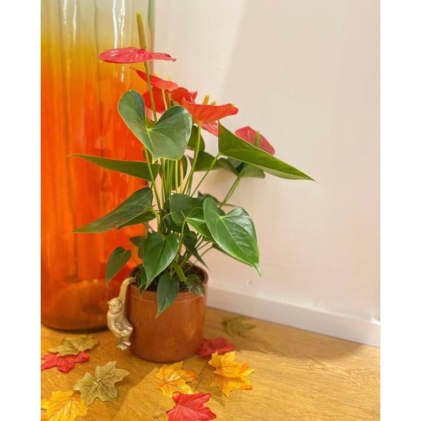 Mali ukras od polyresina Monkey – Sass & Belle-image-3