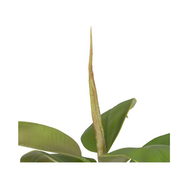 Umjetna biljka (visina 116 cm) Oak Tree – Ixia-image-3