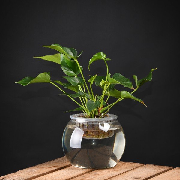 Posuda za uzgoj biljaka Esschert Design, výška 17,6 cm-image-1