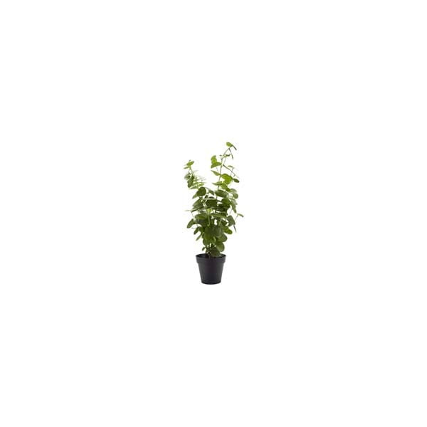 Umjetna biljka Bahne & CO, visina 55 cm