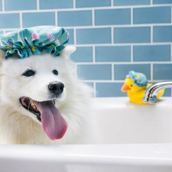 Igračka za psa Bathing Cap – P.L.A.Y.-image-2