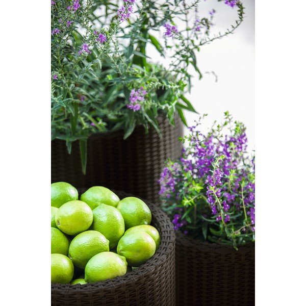 Plastične posude za cvijeće u setu 3 kom ø 43 cm Cylinder – Keter-image-1