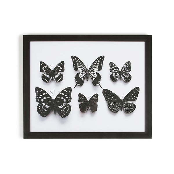 Slika u okviru Graham & Brown Botanical Butterfly, 50 x 40 cm