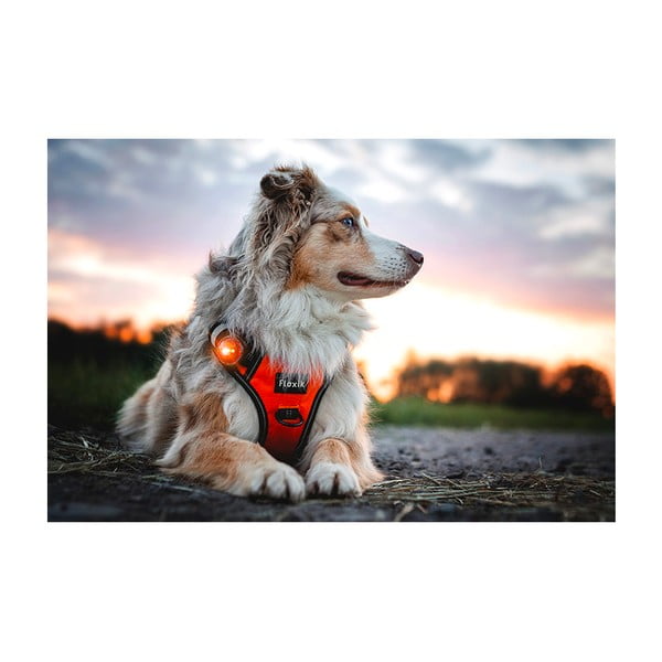 LED svjetlo za ovratnik Amber - Orbiloc-image-4