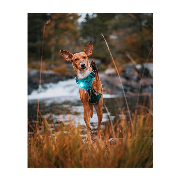 LED svjetlo za ovratnik Turquoise - Orbiloc-image-4