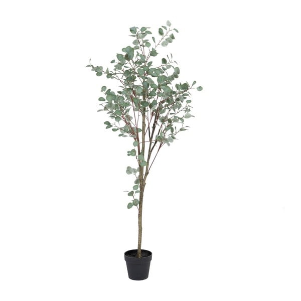 Umjetni eukaliptus (visina 180 cm) Eucalyptus – Ixia