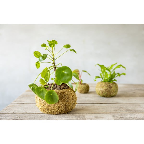 Posuda za cvijeće ø 20 cm Kokedama – Esschert Design-image-1