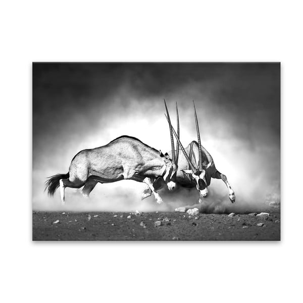 Slika Styler Glas Animals Gazelle, 70 x 100 cm