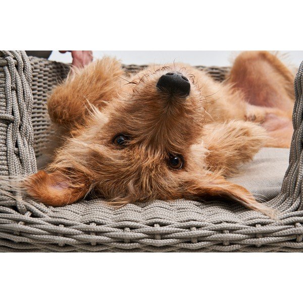 Bež krevet za pse 58x68 cm Mio Greige S – MiaCara-image-1