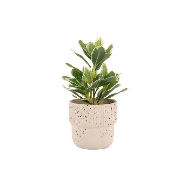Svijetlo bež betonska tegla za cvijeće ø 14 cm Speckles - PT LIVING-image-2