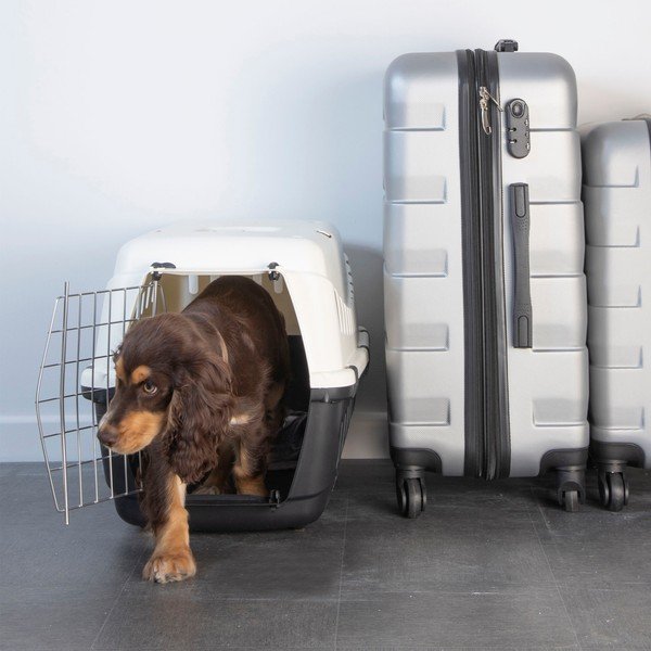 Transporter za kućne ljubimce 38x58 cm – Love Story-image-1