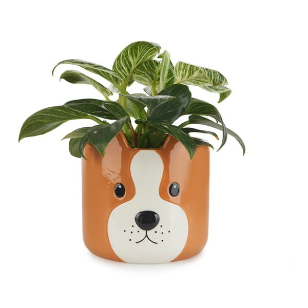 Keramička posuda za cvijeće ø 13,5 cm Woof – Balvi-image-1