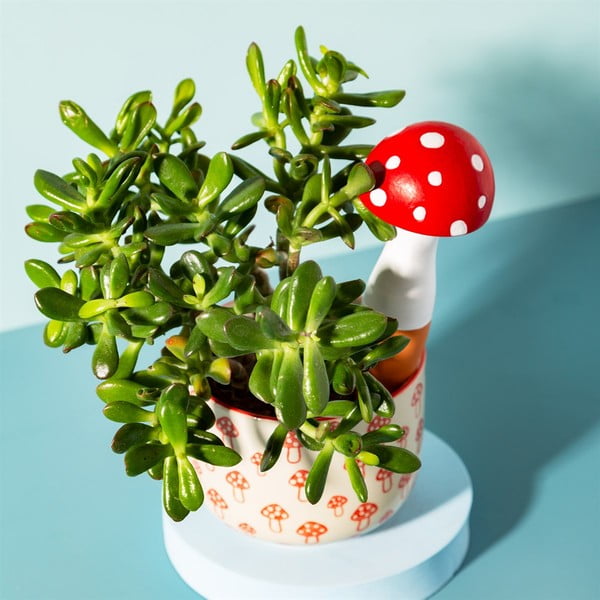 Zalijevač od terakote Mushroom – Sass & Belle-image-1