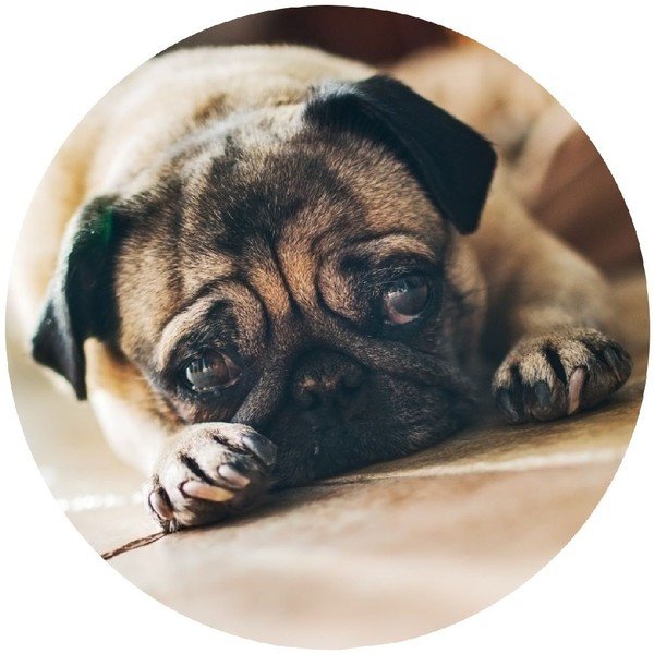 Udica Wenko Mops-image-1