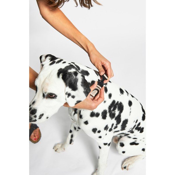 Bež ogrlica S/M dužina 32 cm Modena Greige S/SM – MiaCara-image-2