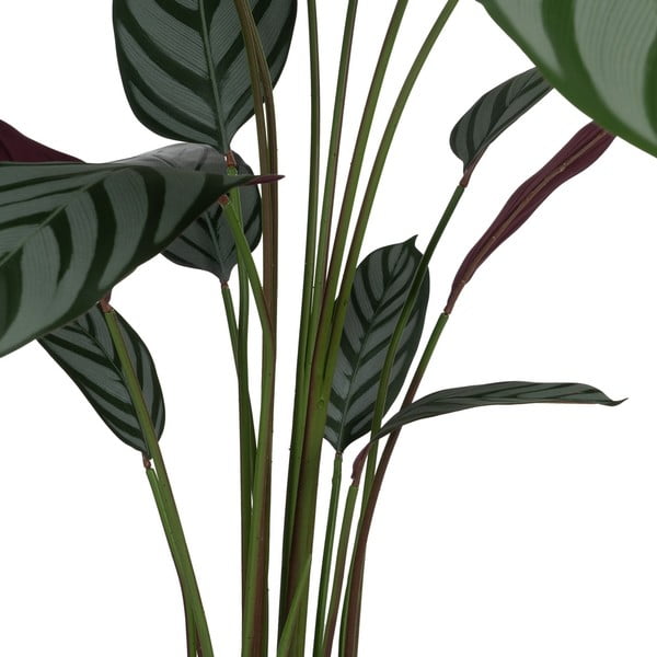 Umjetna biljka (visina 150 cm) Calathea – Ixia-image-2