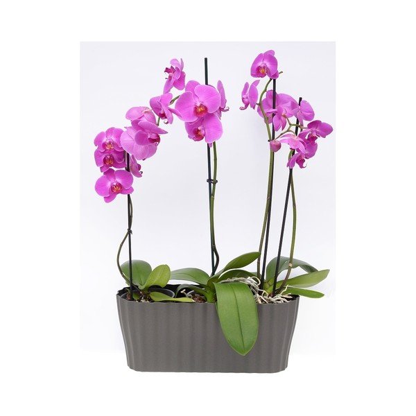 Antracit siva posuda za cvijeće Plastia Triola, duljina 38 cm-image-2