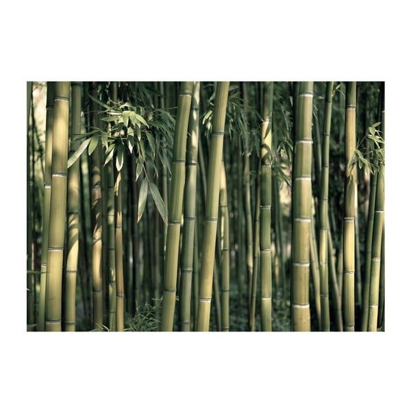 Velko format pozadine artgeist bambus egzotični, 200 x 140 cm