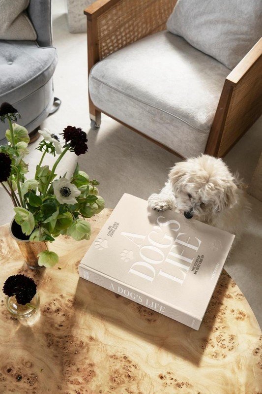 Inspiracija: Kućni ljubimci