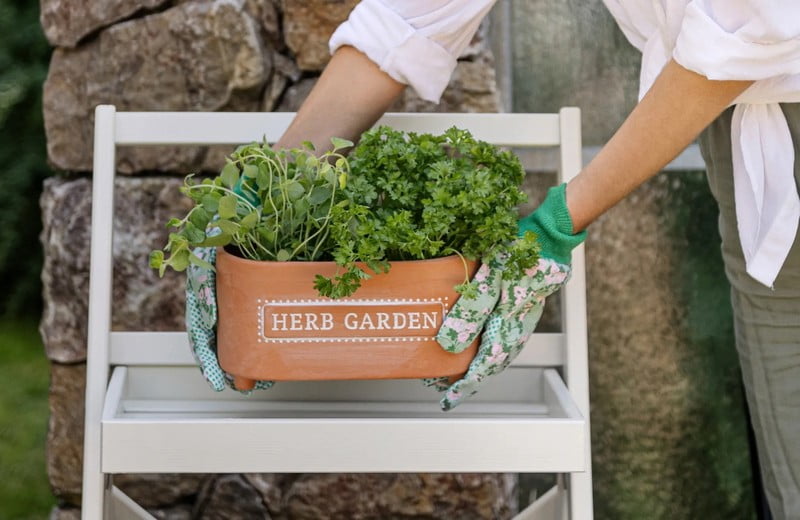 Proljetna inspiracija: savjeti za uzgoj bilja kod kuće i u vrtu