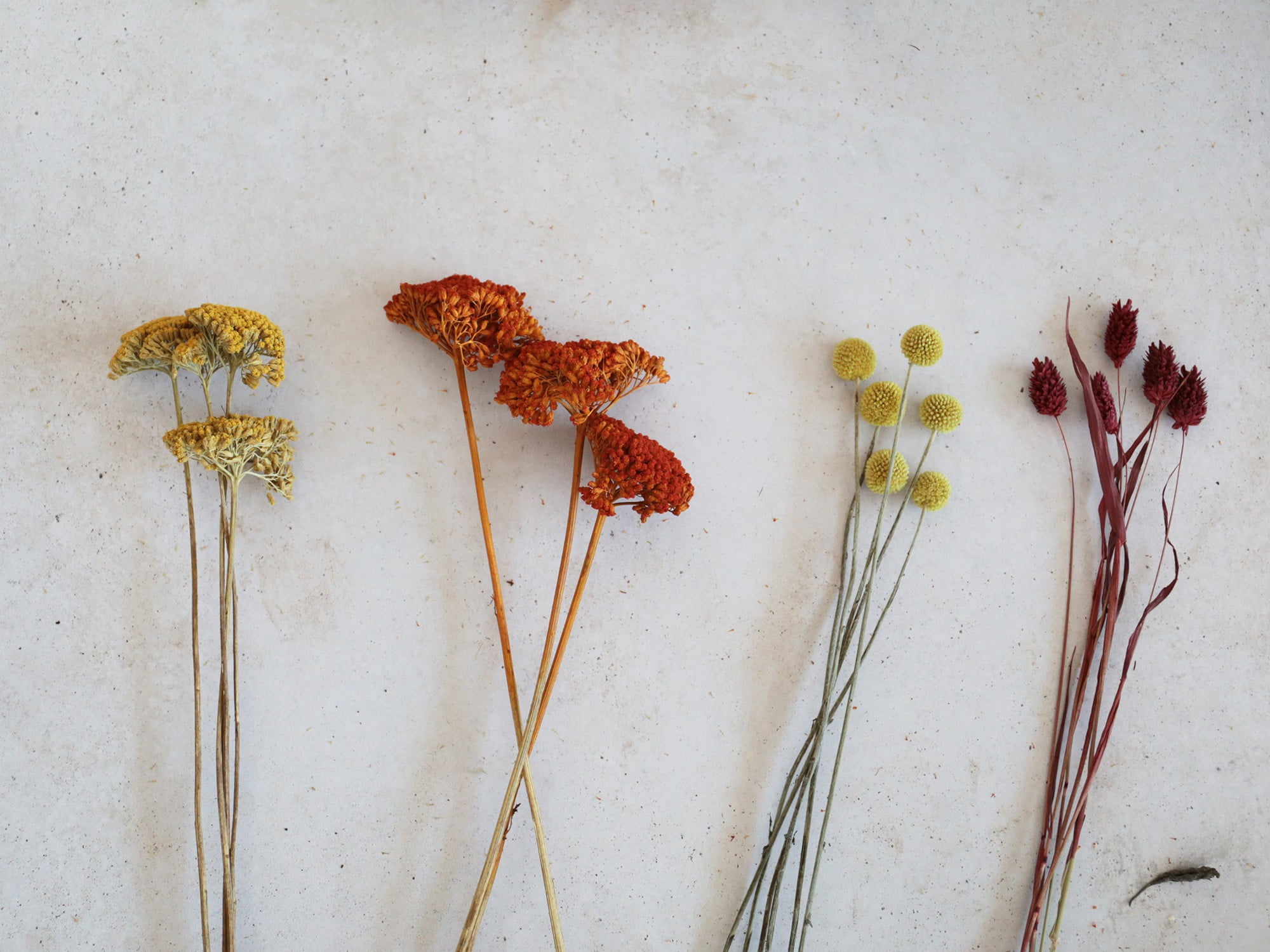 Otiđite u cvjećarnicu gdje možete nabaviti obojeno suho cvijeće