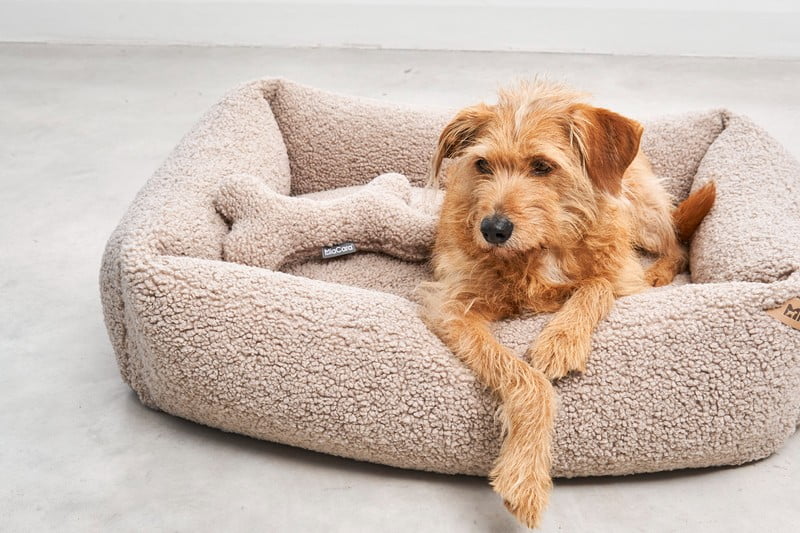 Inspiracija: Dnevna soba, Kućni ljubimci