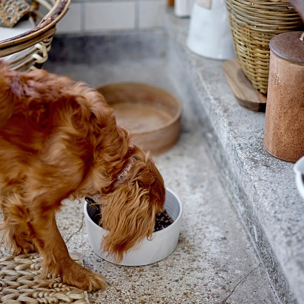 Inspiracija: Kućni ljubimci