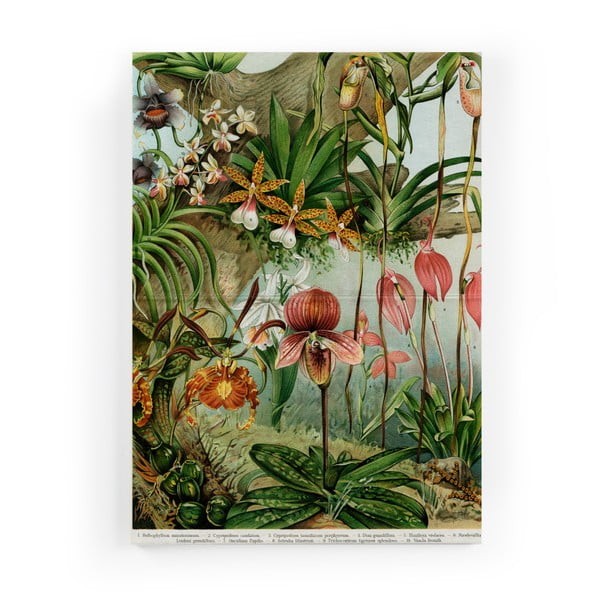 Slika na platnu Surdic Jungle Flowers, 50 x 70 cm